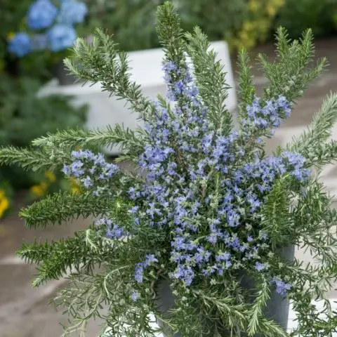 Rosemary herb: what it looks like, where it grows in Our Country, description