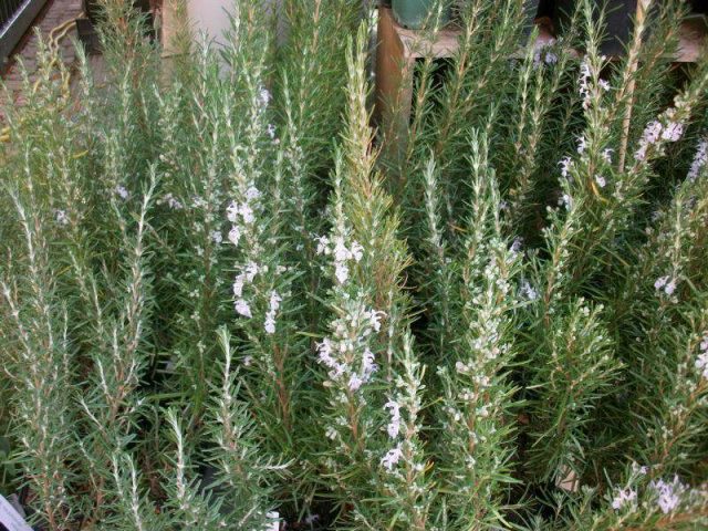 Rosemary herb: what it looks like, where it grows in Our Country, description