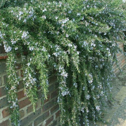 Rosemary herb: what it looks like, where it grows in Our Country, description