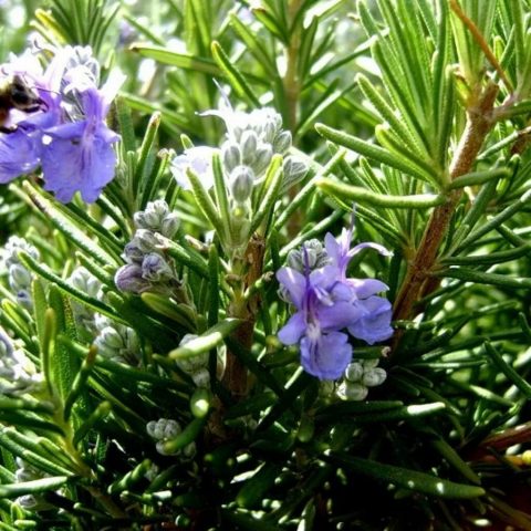 Rosemary herb: what it looks like, where it grows in Our Country, description