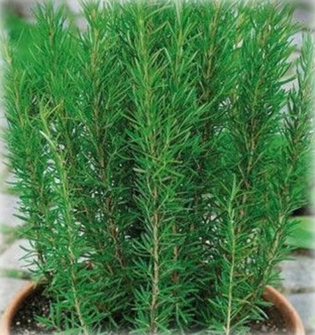 Rosemary herb: what it looks like, where it grows in Our Country, description