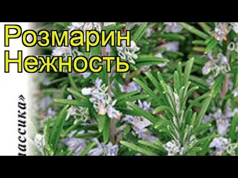 Rosemary herb: what it looks like, where it grows in Our Country, description