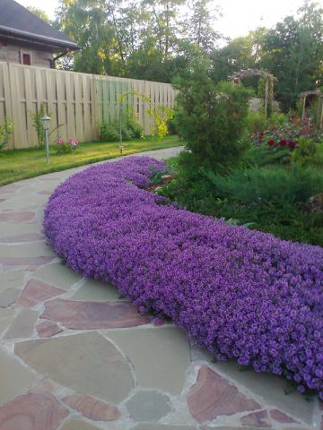 Rosemary herb: what it looks like, where it grows in Our Country, description