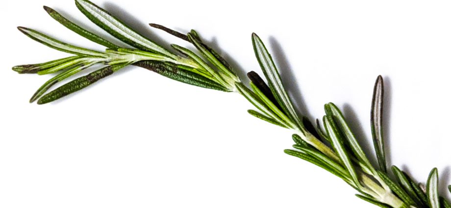 Rosemary herb: what it looks like, where it grows in Our Country, description