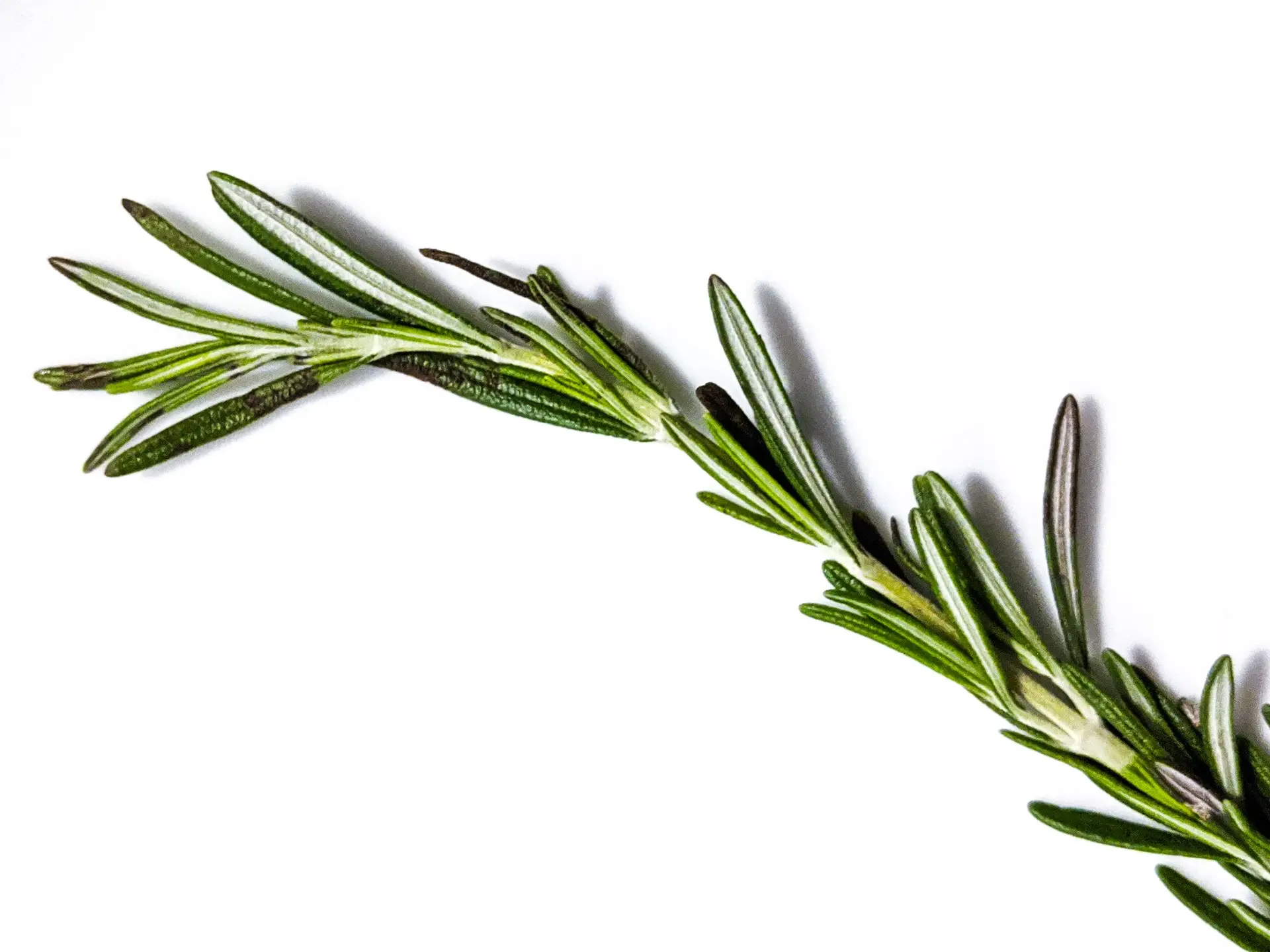 Rosemary herb: what it looks like, where it grows in Our Country, description