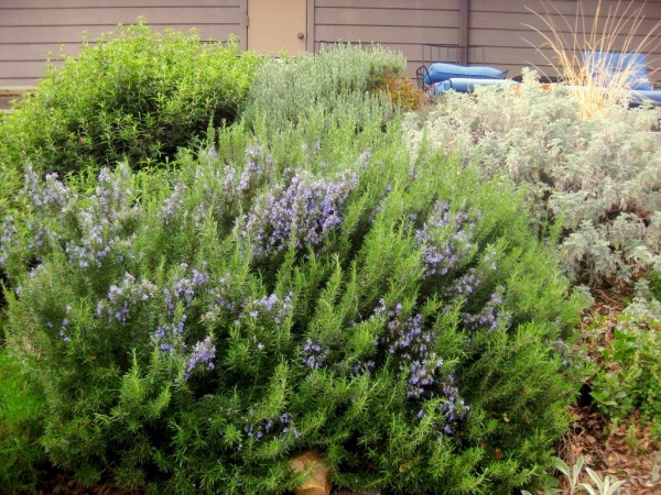 Rosemary: outdoor cultivation in the Moscow region