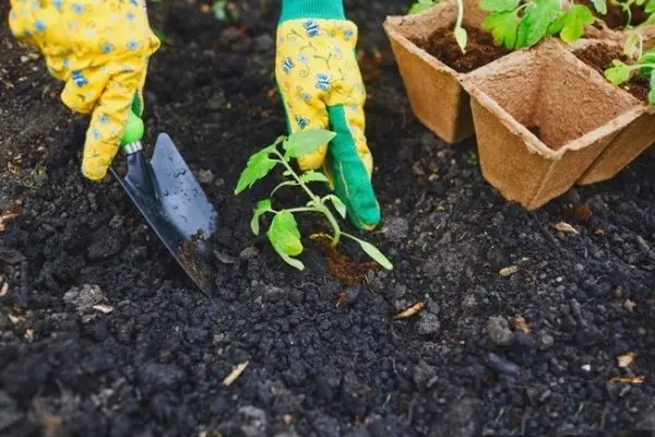 Rosemary: outdoor cultivation in the Moscow region