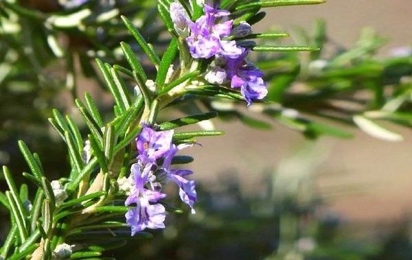 Rosemary: outdoor cultivation in the Moscow region