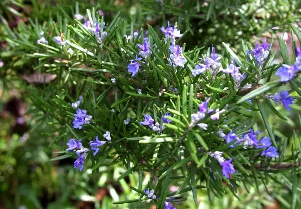 Rosemary: outdoor cultivation in the Moscow region