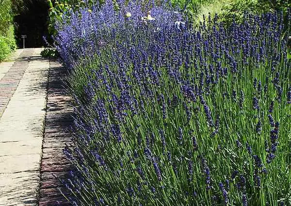 Rosemary: outdoor cultivation in the Moscow region