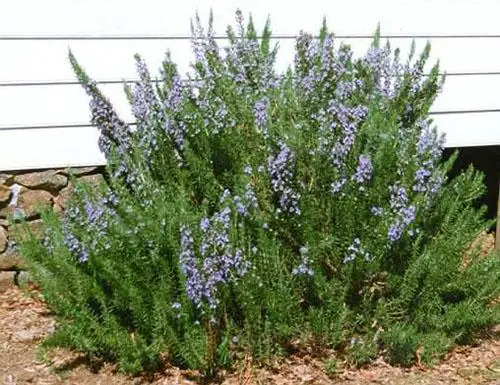 Rosemary: outdoor cultivation in the Moscow region