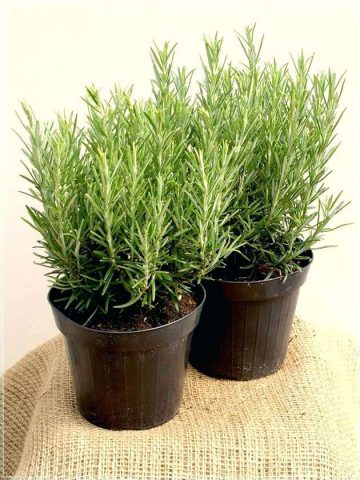 Rosemary: planting and care at home