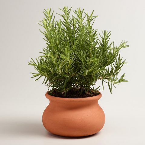 Rosemary: planting and care at home