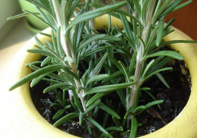 Rosemary: planting and care at home