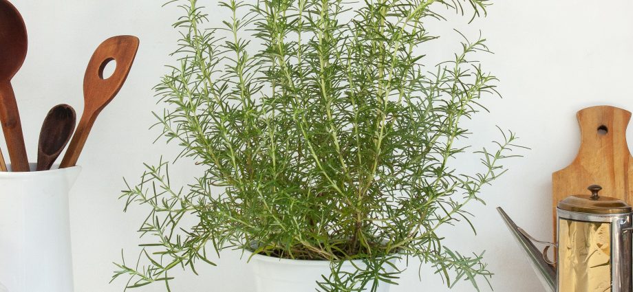 Rosemary: planting and care at home