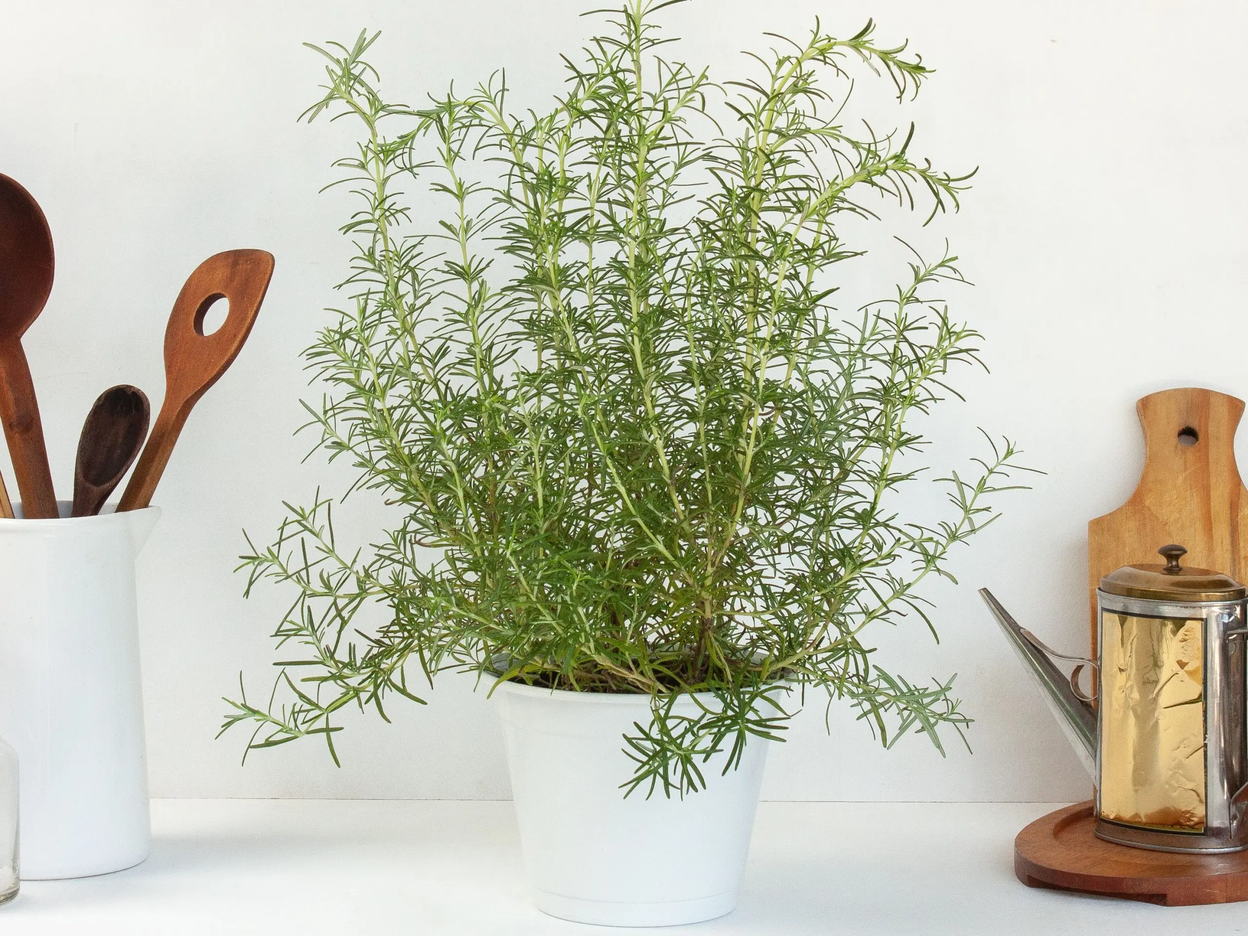 Rosemary: planting and care at home