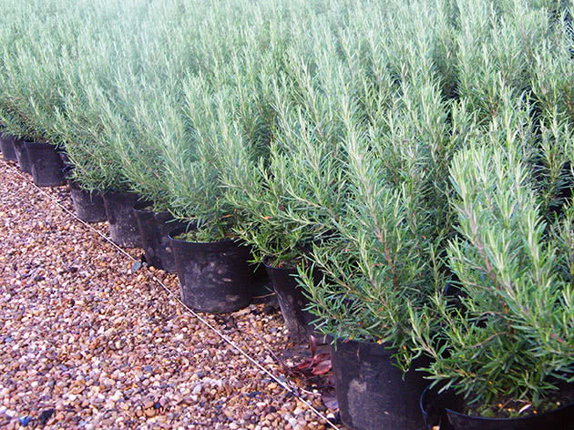 Rosemary: planting and care in the open field and in the greenhouse