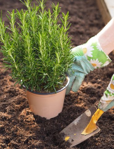 Rosemary: planting and care in the open field and in the greenhouse