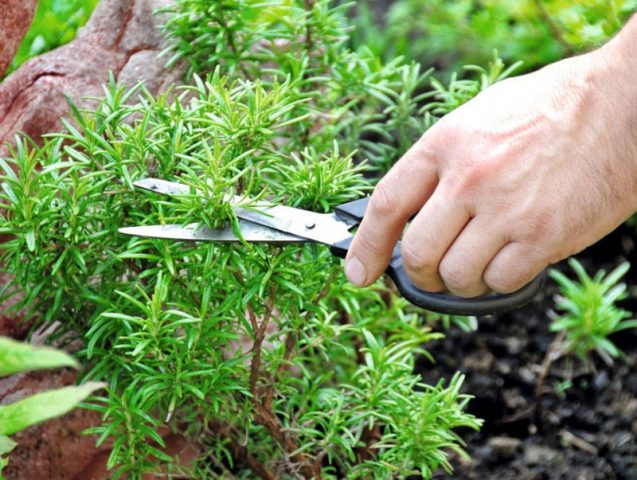 Rosemary: planting and care in the open field and in the greenhouse