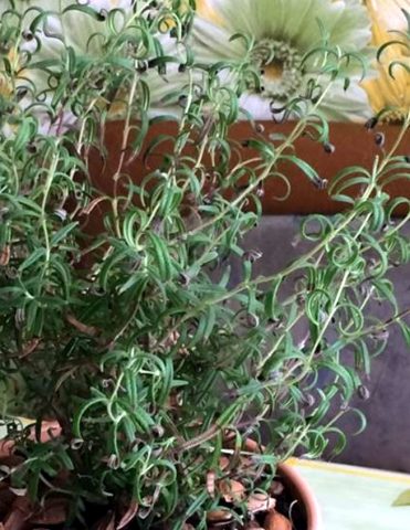 Rosemary: planting and care in the open field and in the greenhouse