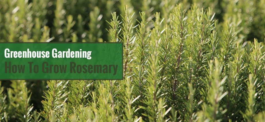 Rosemary: planting and care in the open field and in the greenhouse