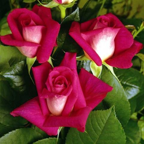 Roses: types and varieties for  gardens 