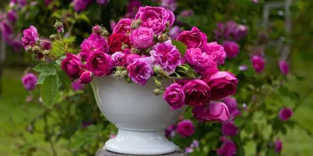 Roses: types and varieties for  gardens 