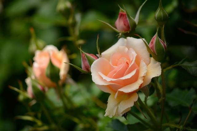 Roses: types and varieties for  gardens 