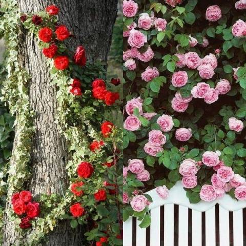 Roses: types and varieties for  gardens 