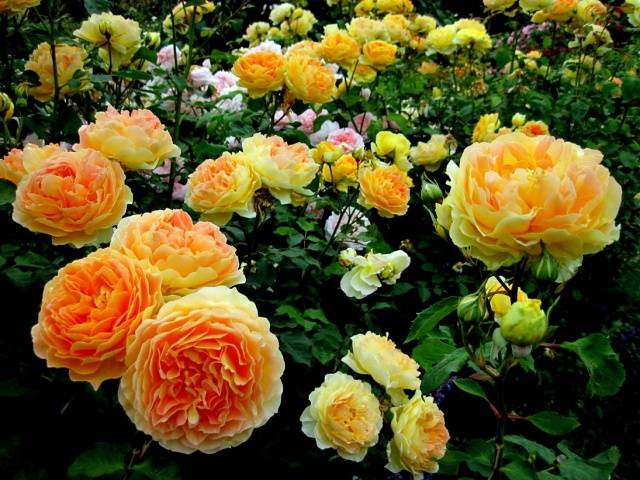 Roses: types and varieties for  gardens 