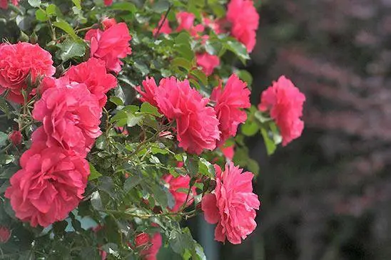 Roses: types and varieties for  gardens 