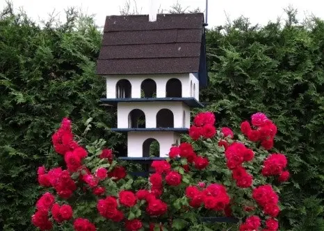 Roses with conifers in the landscape