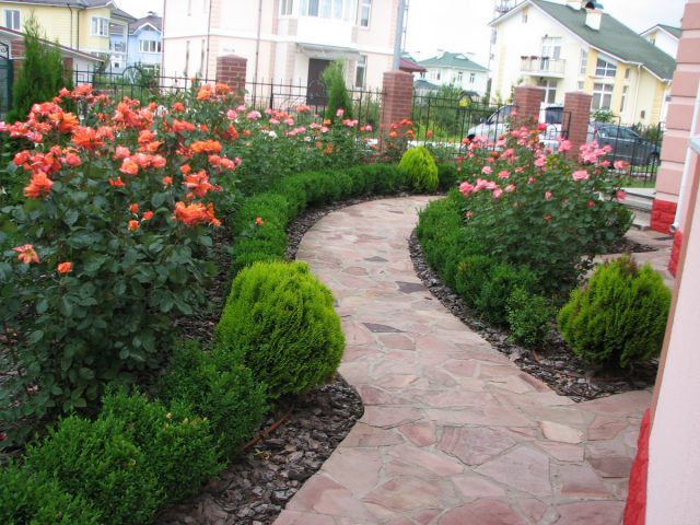 Roses with conifers in the landscape