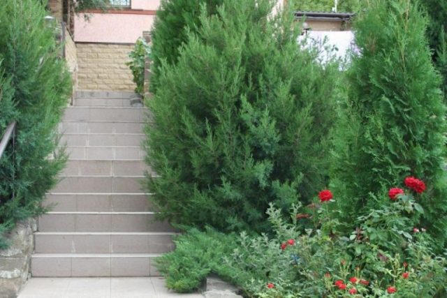 Roses with conifers in the landscape