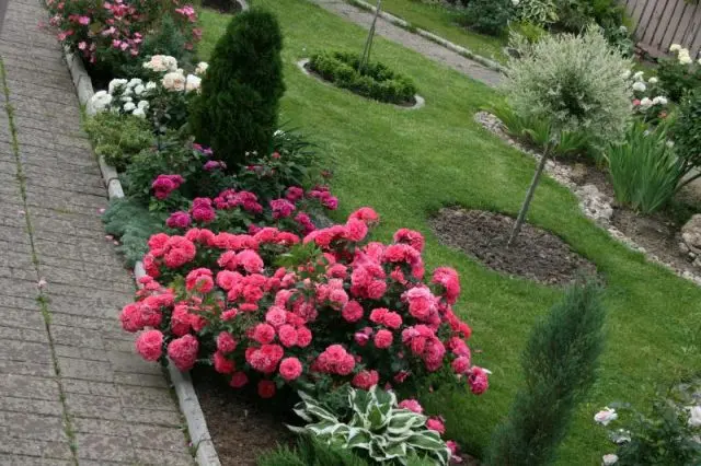 Roses with conifers in the landscape