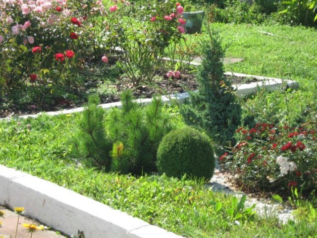 Roses with conifers in the landscape