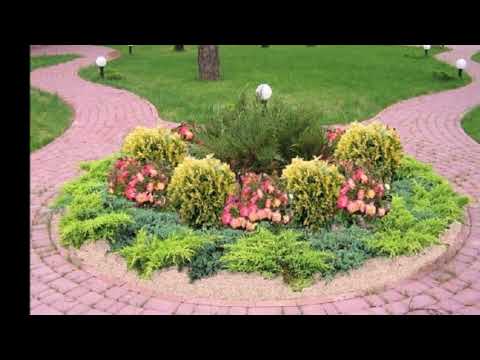 Roses with conifers in the landscape