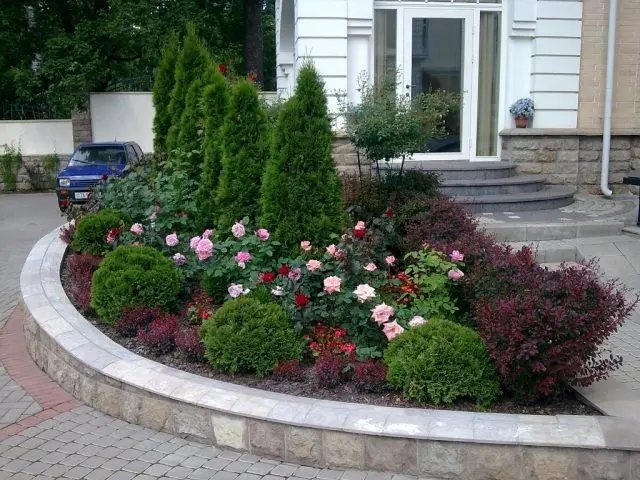 Roses with conifers in the landscape