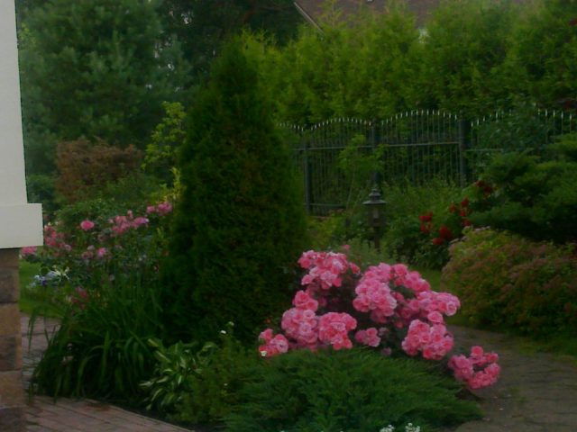 Roses with conifers in the landscape