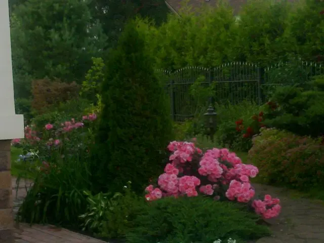 Roses with conifers in the landscape