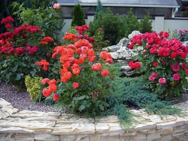 Roses with conifers in the landscape