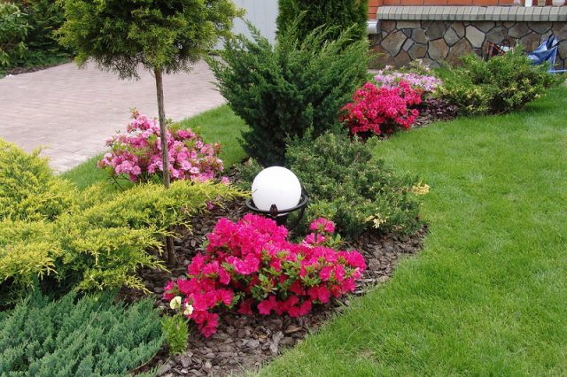 Roses with conifers in the landscape