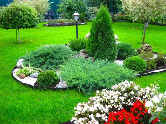 Roses with conifers in the landscape