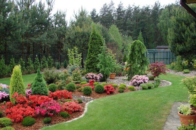 Roses with conifers in the landscape