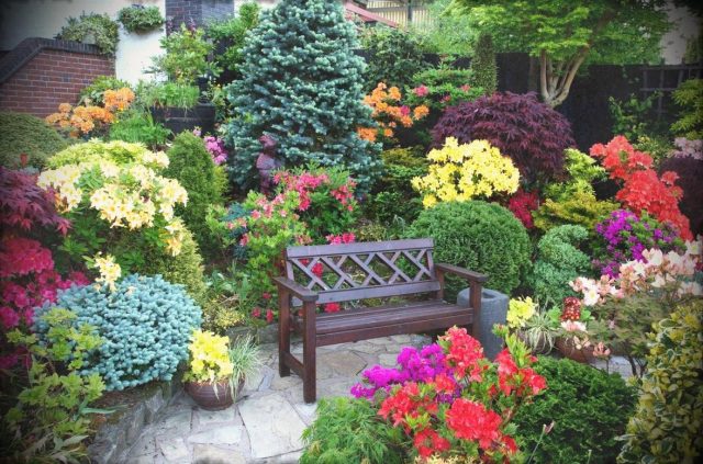 Roses with conifers in the landscape