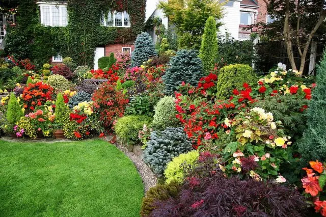 Roses with conifers in the landscape