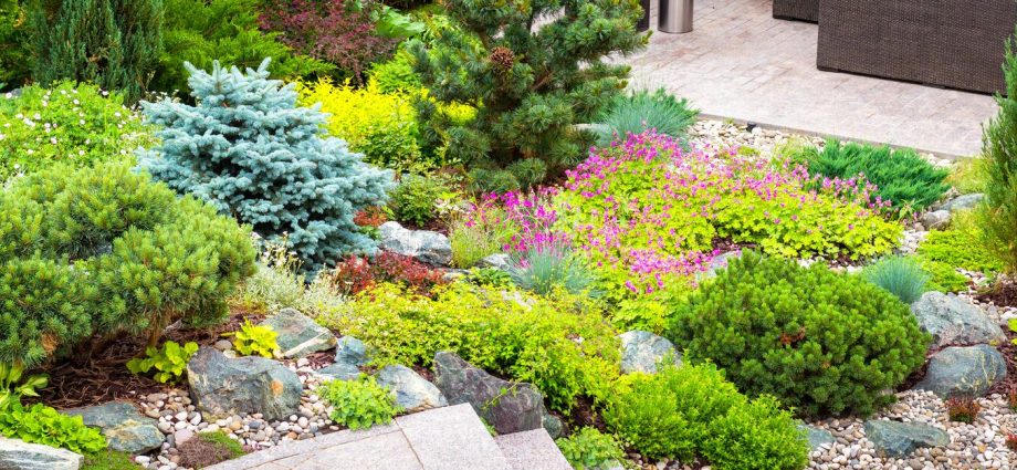 Roses with conifers in the landscape