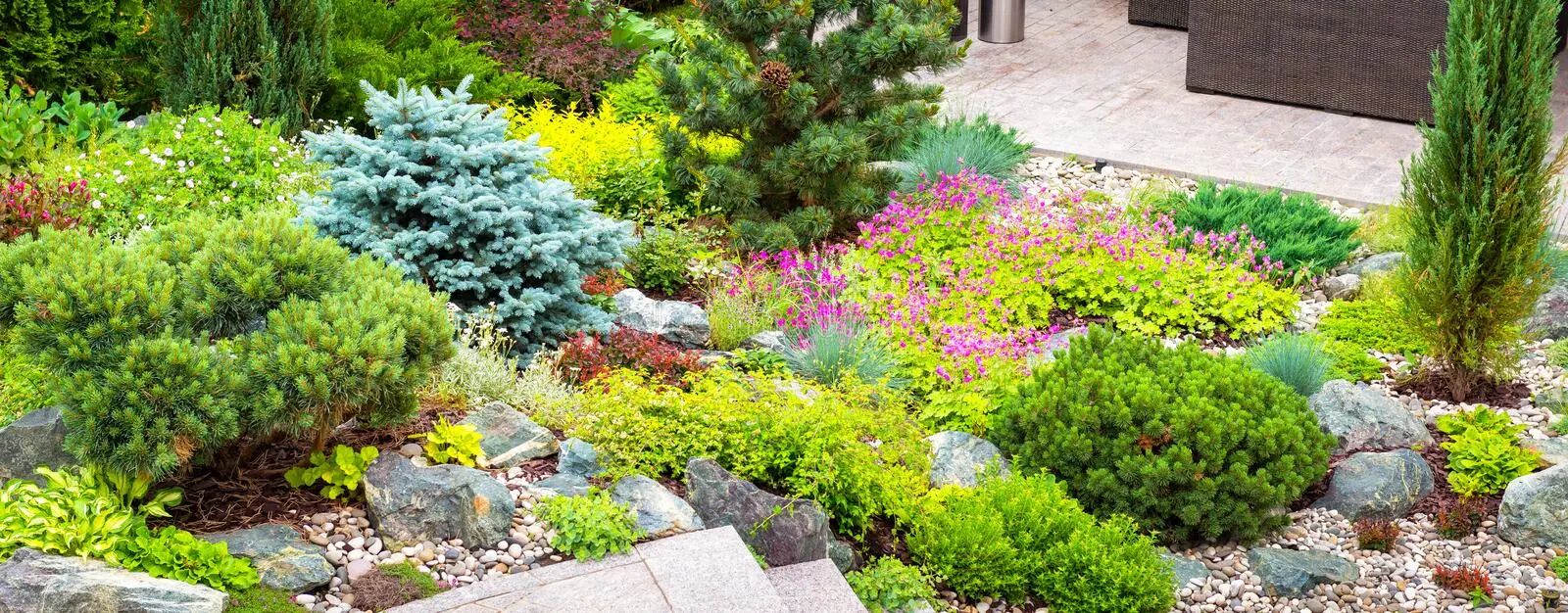 Roses with conifers in the landscape