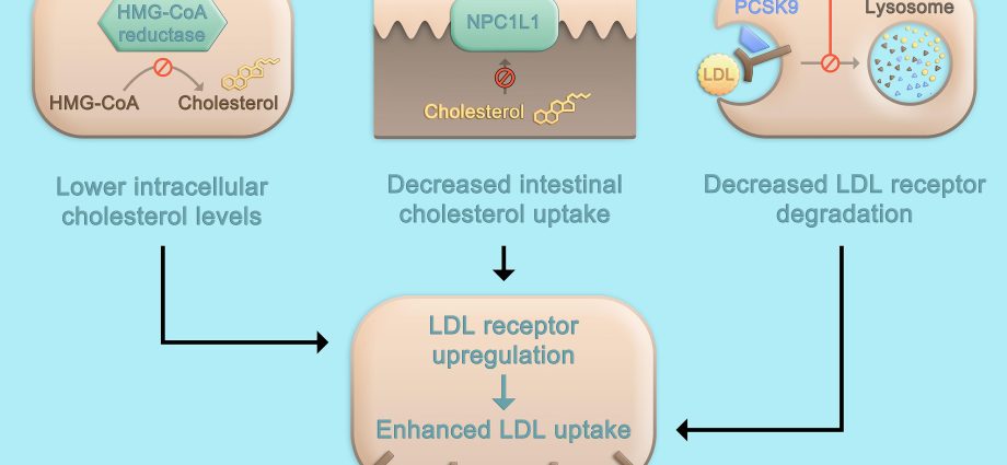 Rosver &#8211; composition, action, indications and contraindications. Roswer and cholesterol