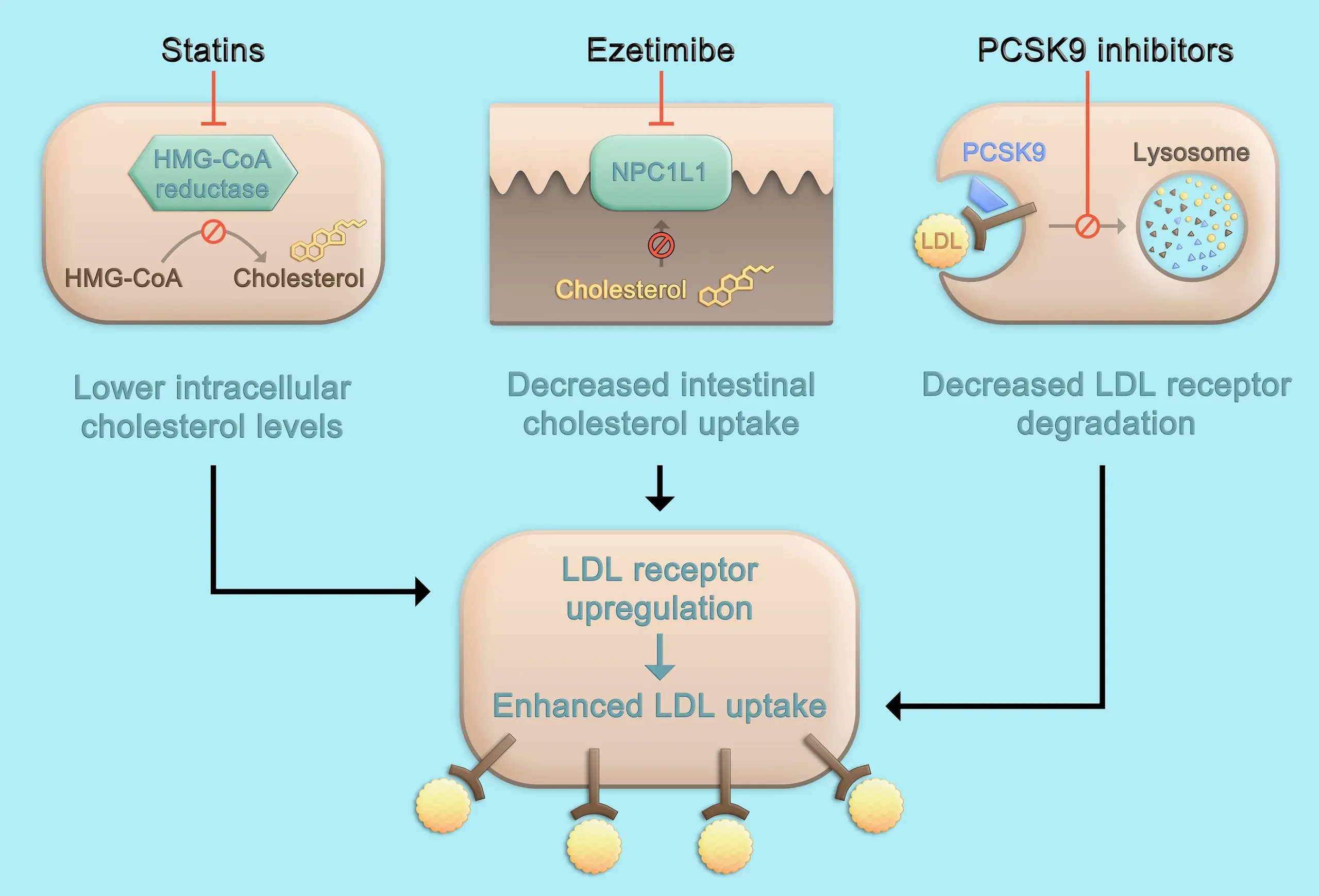 Rosver &#8211; composition, action, indications and contraindications. Roswer and cholesterol